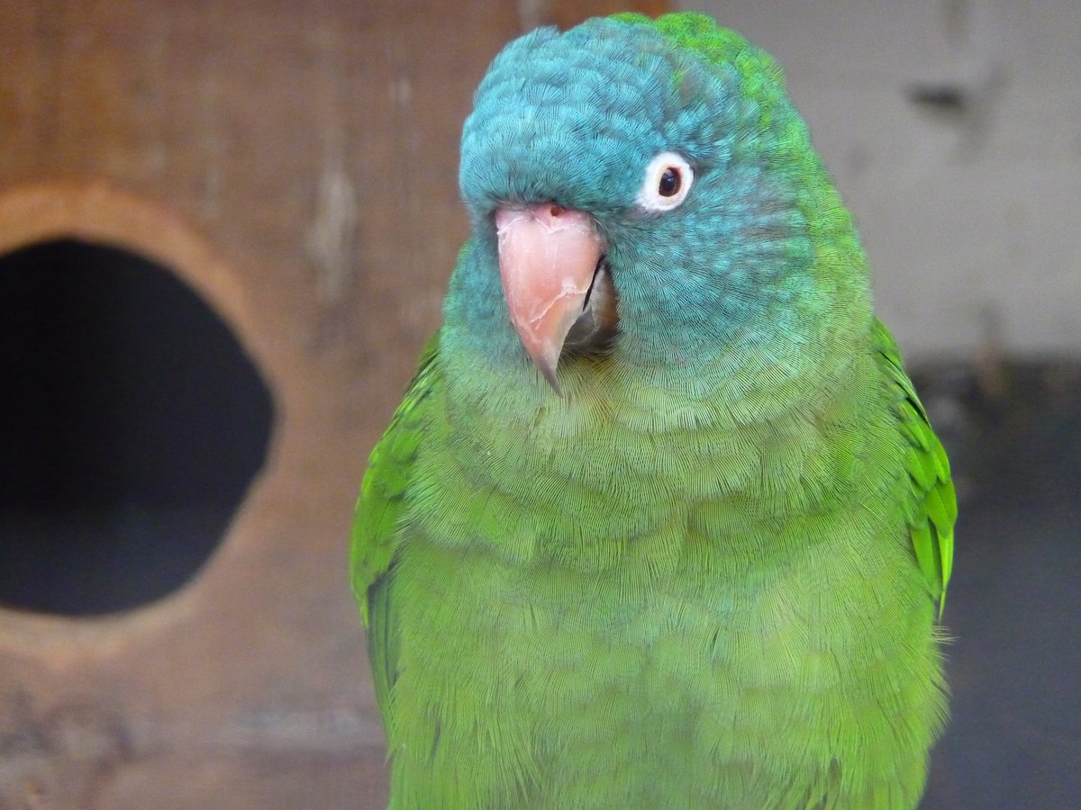 Aratinga modročelá - Aratinga acuticaudata